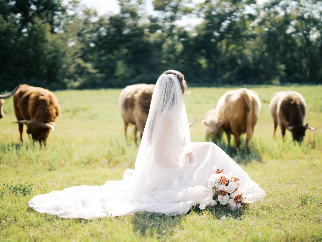 bridal session with highland cows in houston texas