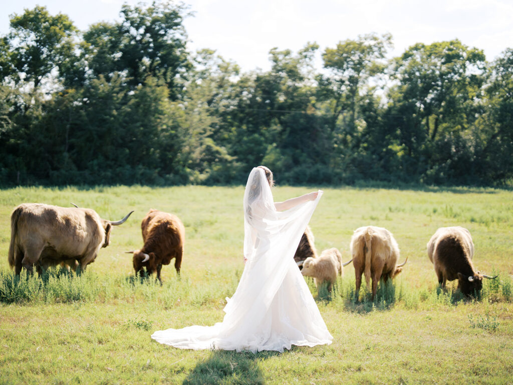bridal session with highland cows in houston texas