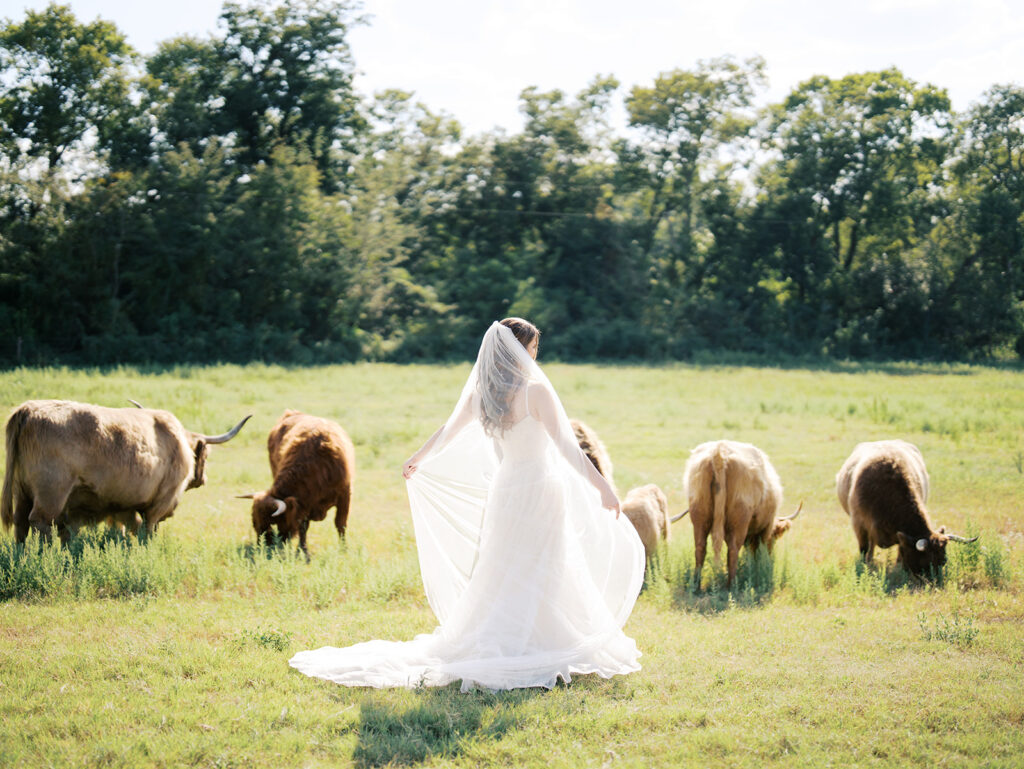 bridal session with highland cows in houston texas