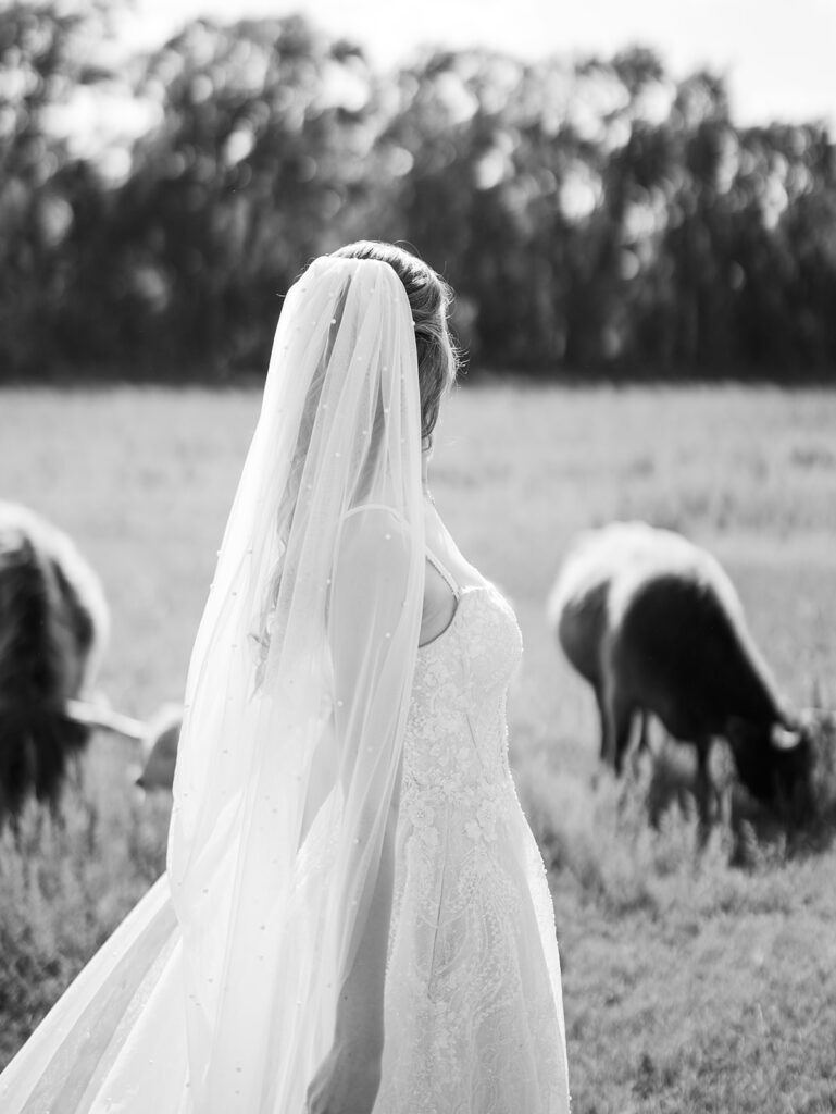 bridal session with highland cows in houston texas