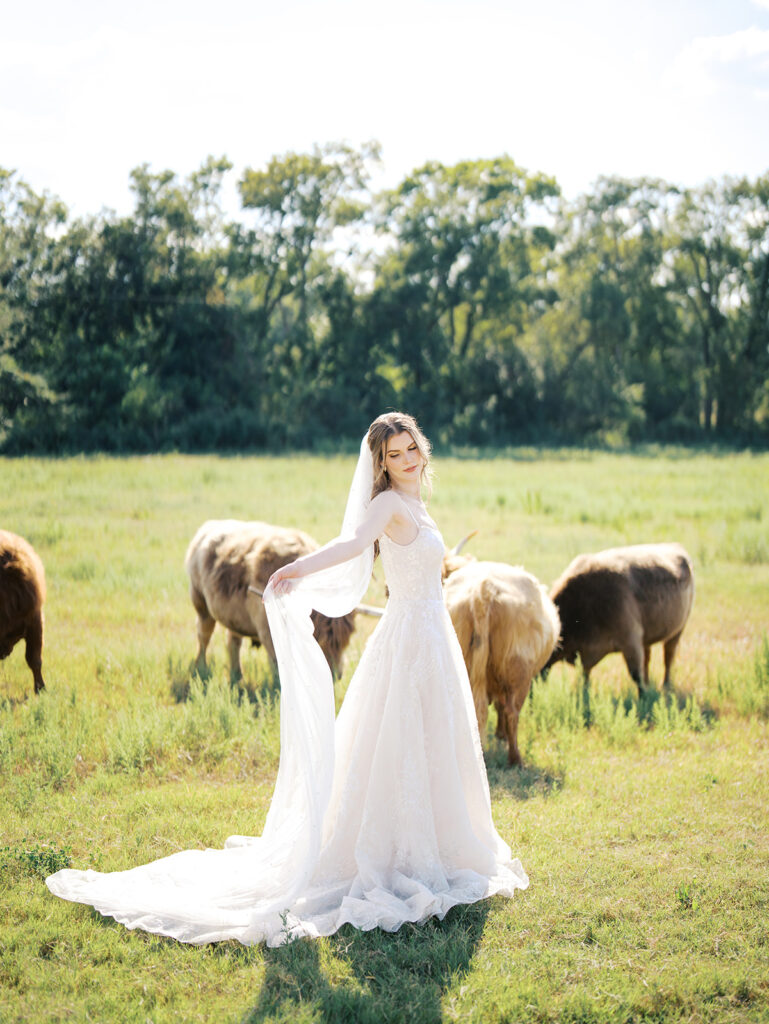 bridal session with highland cows in houston texas