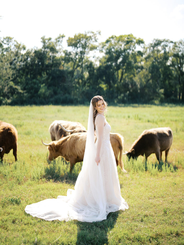 bride running with highland cows in chappell hill texas