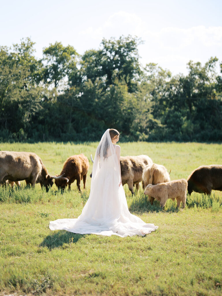 bride running with highland cows in chappell hill texas