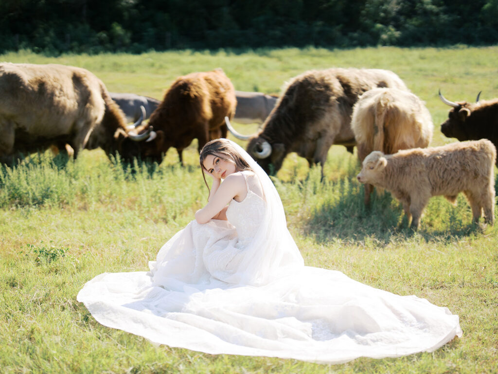 bridal session with highland cows in houston texas
