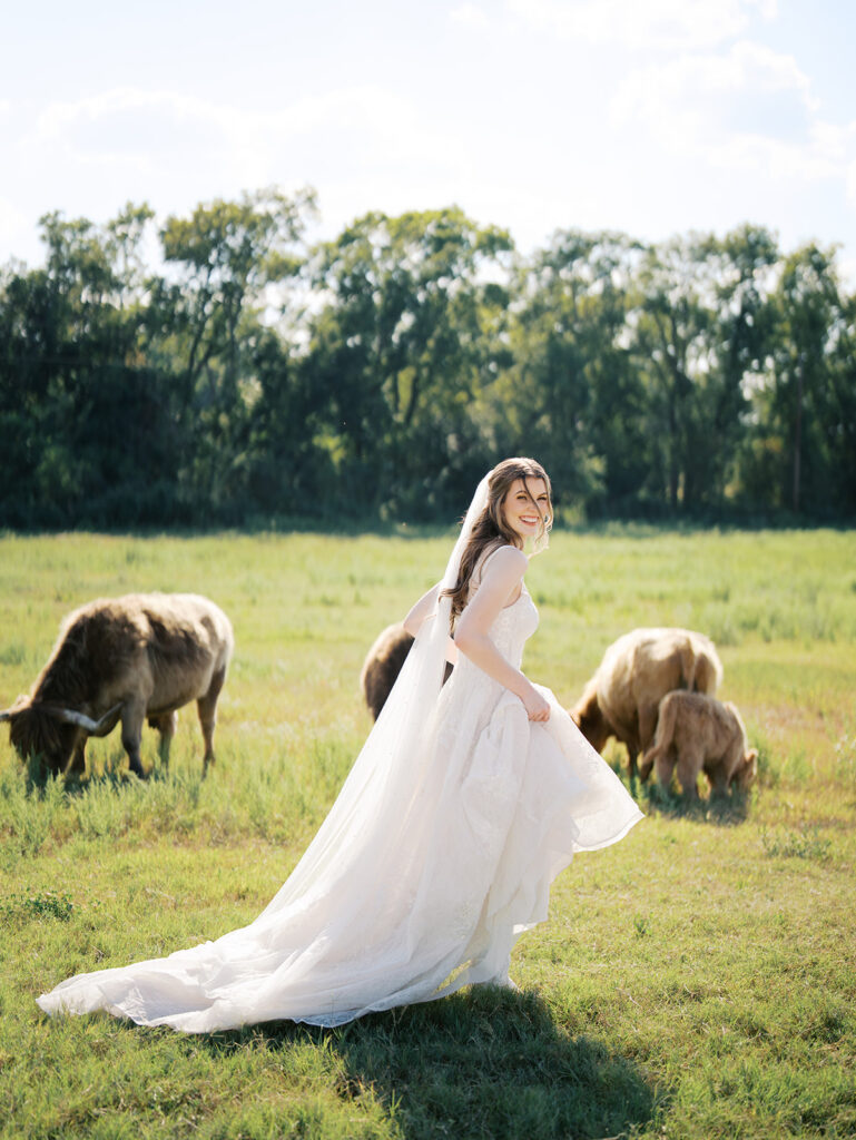 bride running with highland cows in chappell hill texas