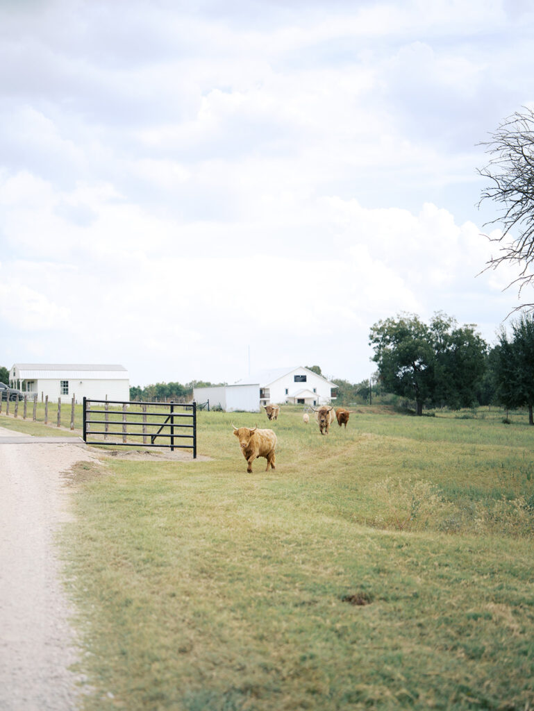 Film-Inspired Wedding Bridal Photoshoot in Houston With a Timeless, Elegant Feel