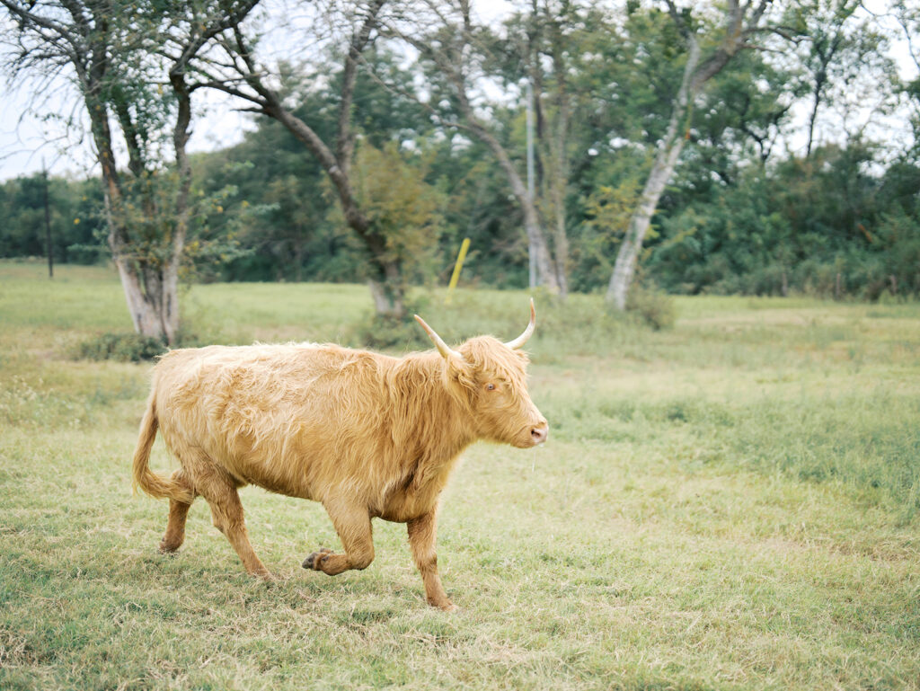 highland cows running in a field