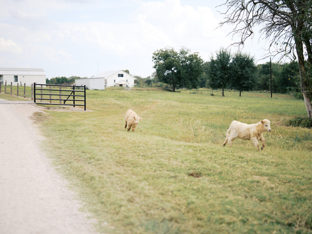 highland cows running in a field