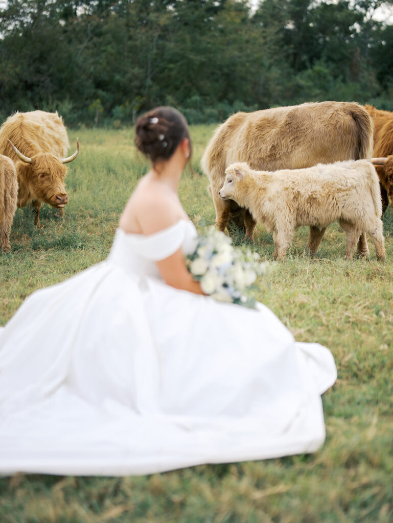 bride posing with highland cows wedding photos