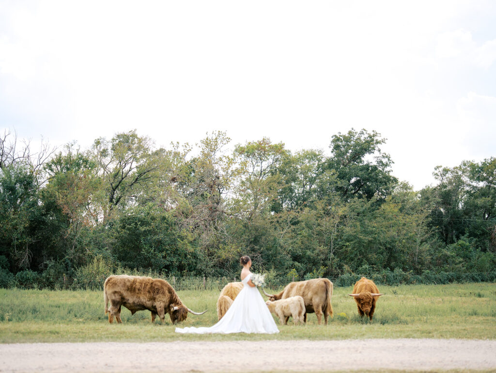 wedding photos with highland cows regal wedding bridal photoshoot