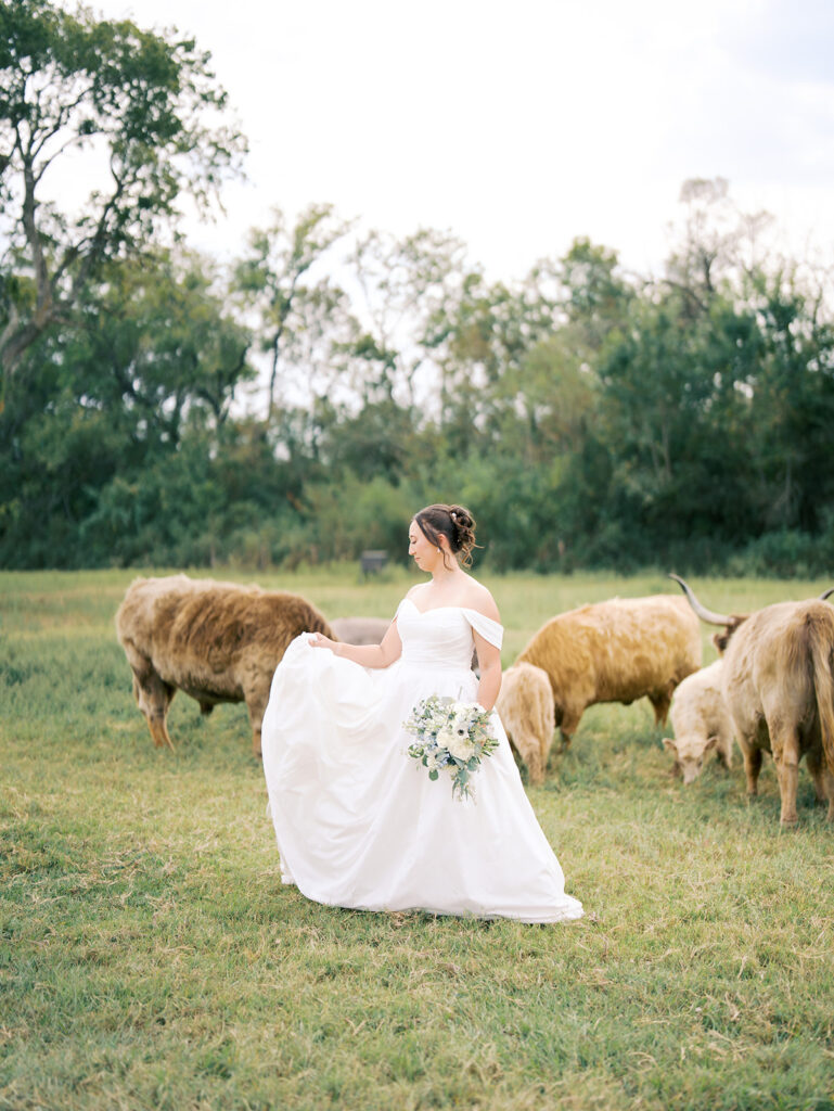 wedding photos with highland cows regal wedding bridal photoshoot
