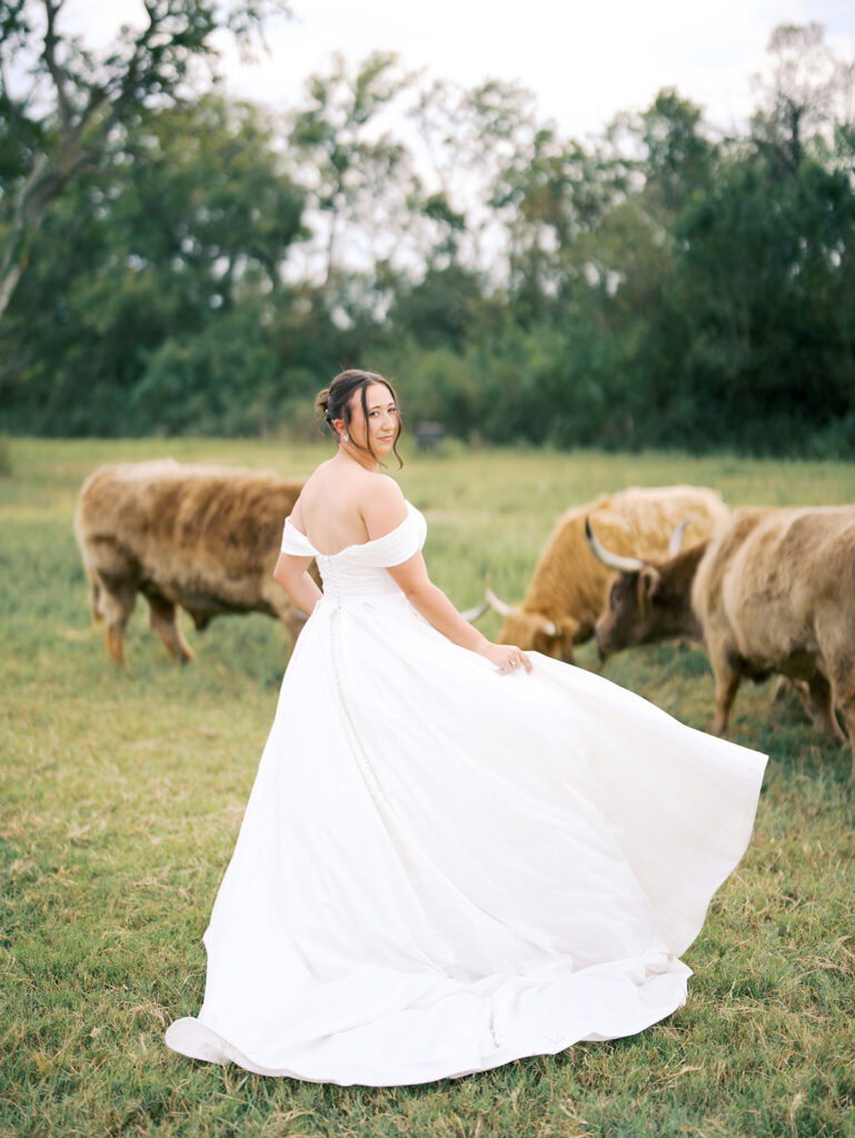 wedding photos with highland cows regal wedding bridal photoshoot