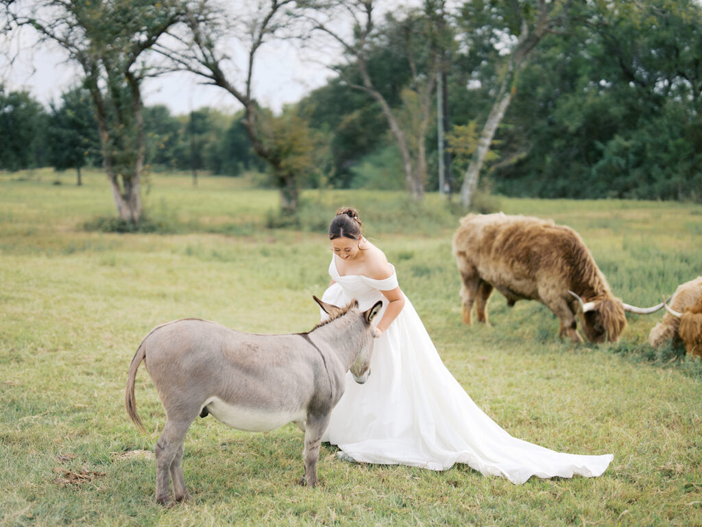 wedding photos with highland cows regal wedding bridal photoshoot