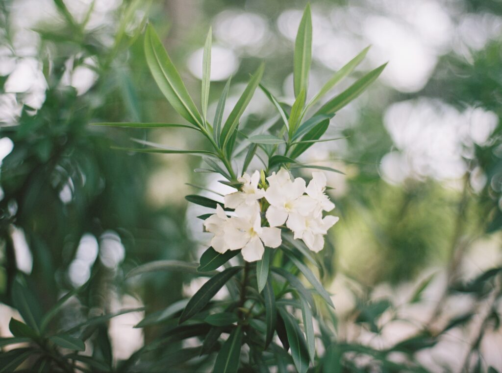 white and green florals 